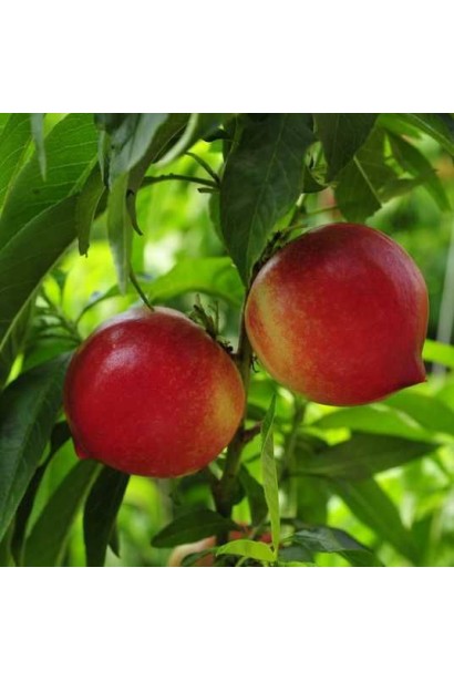 Prunus persica var. nucipersica ‘Honey Haven’